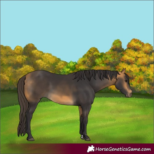 Horse Color:Buckskin 