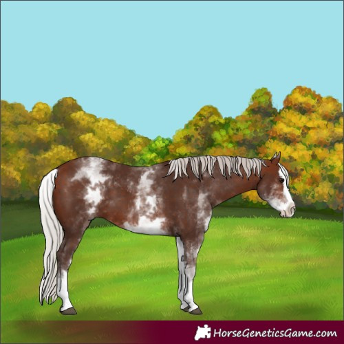 Horse Color:White Spotted Silver Bay Splash