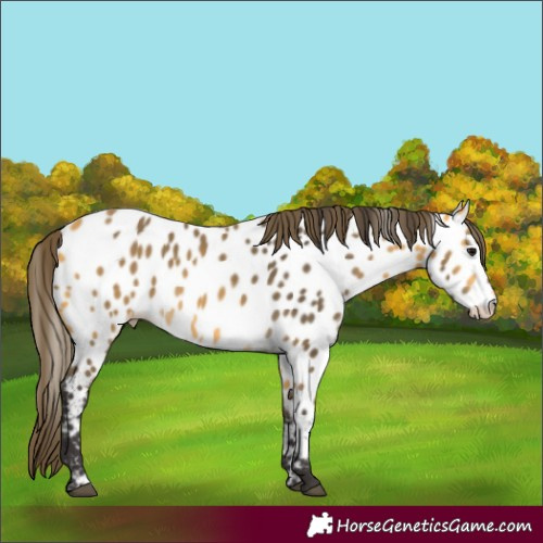 Horse Color:Buckskin Appaloosa 