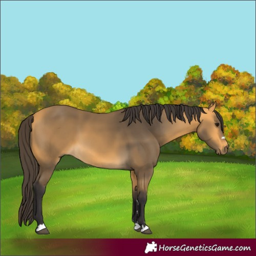 Horse Color:Buckskin