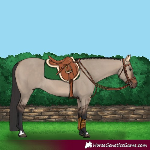 Horse Color:Brown Dun Rabicano 