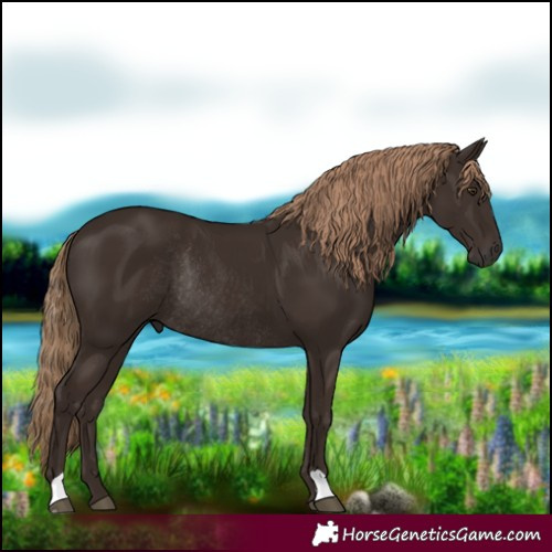 Horse Color:Liver Chestnut Rabicano