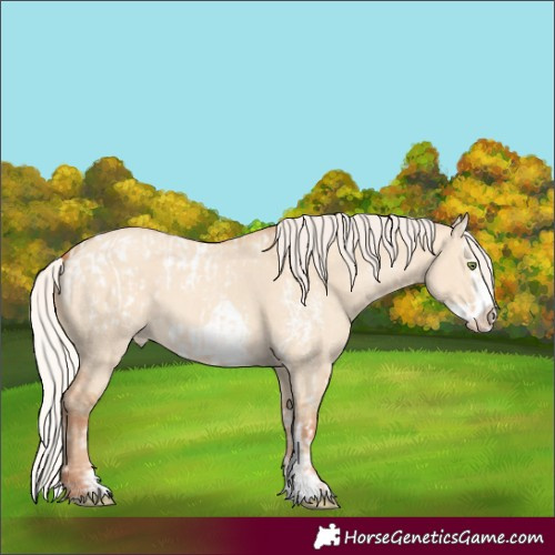 Horse Color:Silver Amber Champagne Dun Sabino Splash Appaloosa  and Silver Amber Champagne Dun Sabino Splash Frame Appaloosa 