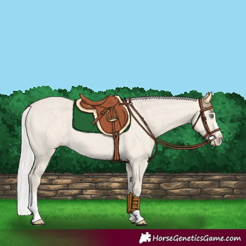 Horse Color:Silver Classic Cream Champagne Dun Splash