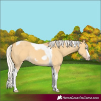 Horse Color:Silver Classic Cream Champagne Dun Splash Tobiano Frame