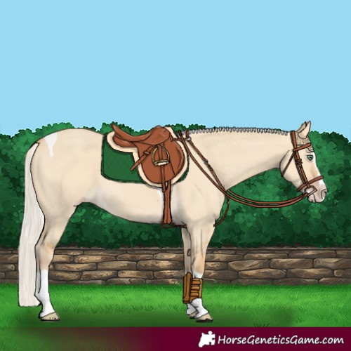 Horse Color:Silver Classic Cream Champagne Dun Splash Tobiano