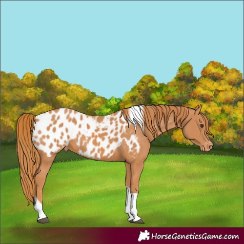 Horse Color:Unknown 