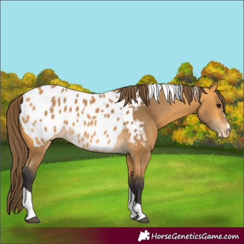 Horse Color:Unknown