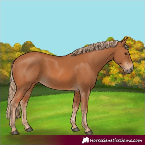 Horse Color:Chestnut 