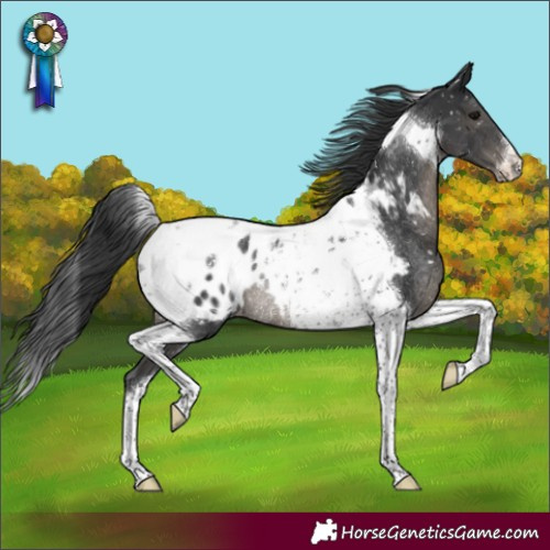 Horse Color:Black Tobiano Appaloosa Rabicano