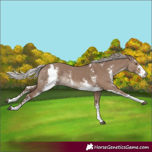 Horse Color:Silver Grullo Sabino Rabicano