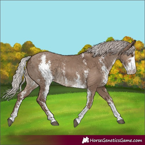 Horse Color:Silver Grullo Sabino Rabicano 
