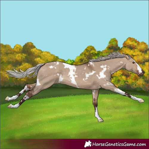 Horse Color:White Spotted Silver Brown Dun