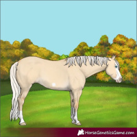 Horse Color:Silver Amber Cream Champagne Dun Splash Frame