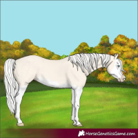 Horse Color:Silver Amber Cream Champagne Dun Splash 