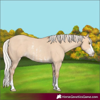 Horse Color:Silver Classic Champagne Dun Sabino Splash Rabicano 