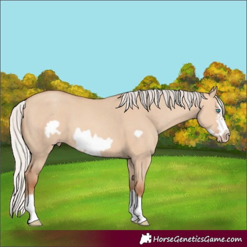 Horse Color:Silver Sable Champagne Dun Splash Frame 