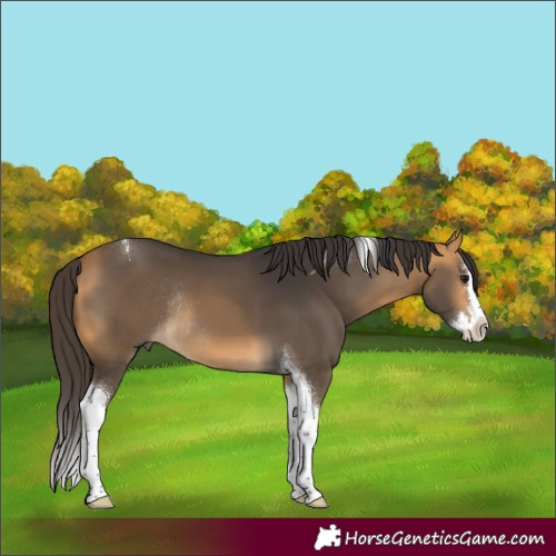 Horse Color:Buckskin Splash Tobiano Rabicano 