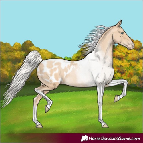 Horse Color:Silver Buckskin Pearl Tobiano Appaloosa Rabicano