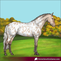 Horse Color:Silver Brown Dun Appaloosa