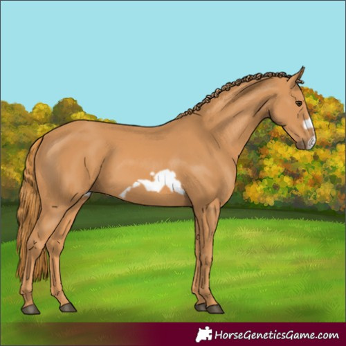 Horse Color:Chestnut Frame