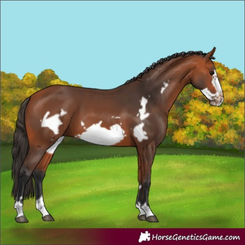 Horse Color:Bay Frame
