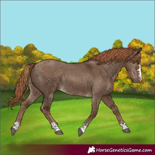 Horse Color:Liver Red Dun Rabicano 