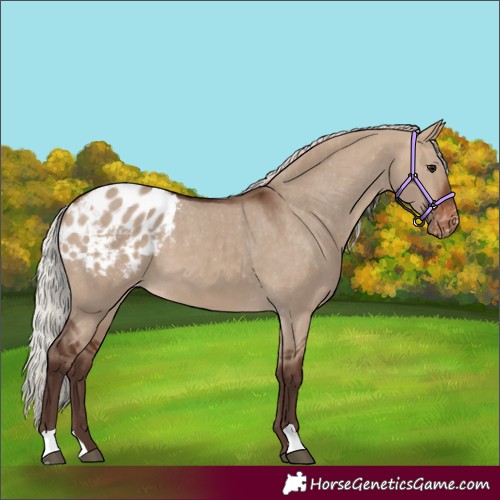 Horse Color:Silver Brown Dun Appaloosa