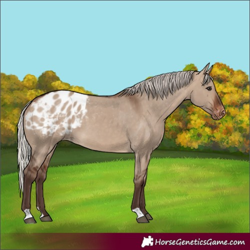 Horse Color:Silver Brown Dun Appaloosa 