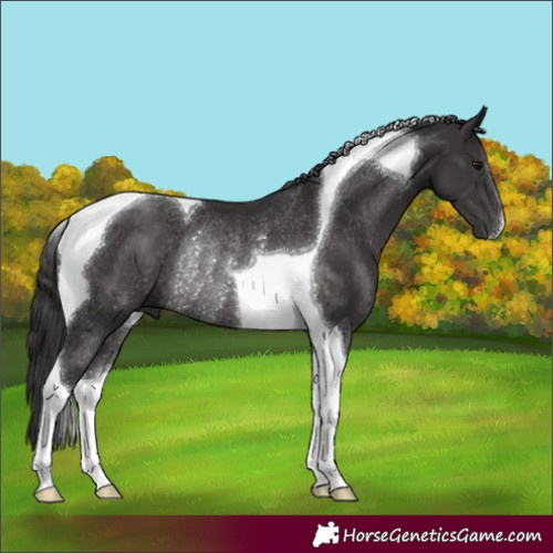 Horse Color:Smoky Black Tobiano Rabicano