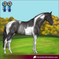 Horse Color:Smoky Black Tobiano Rabicano