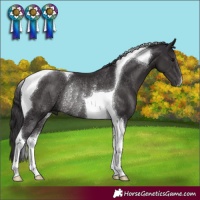Horse Color:Smoky Black Tobiano Rabicano 