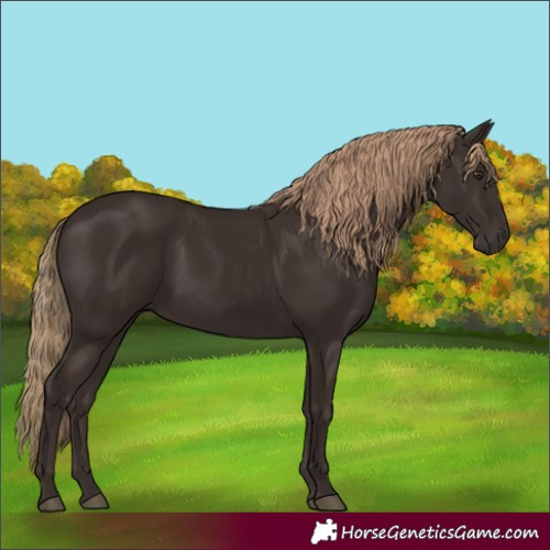 Horse Color:Liver Chestnut Rabicano