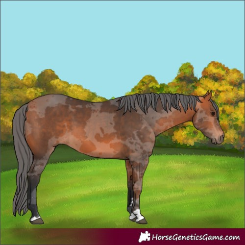 Horse Color:Bay Merle 