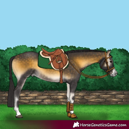 Horse Color:Buckskin Onyx