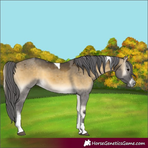 Horse Color:Buckskin Onyx Merle Tobiano Rabicano 