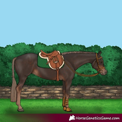 Horse Color:Liver Chestnut 