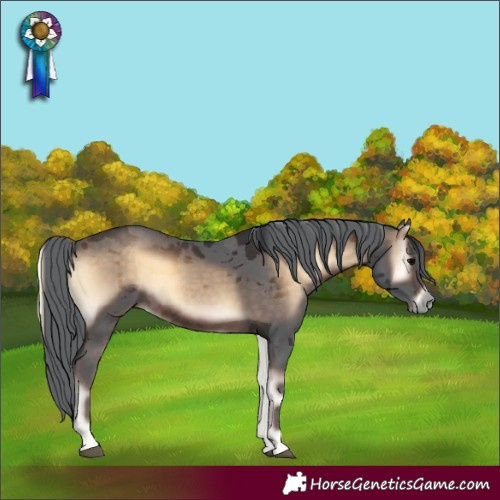 Horse Color:Brown Onyx Merle 