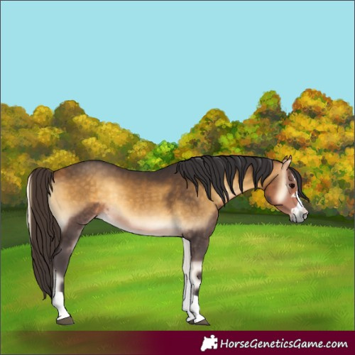 Horse Color:Buckskin Onyx Rabicano 