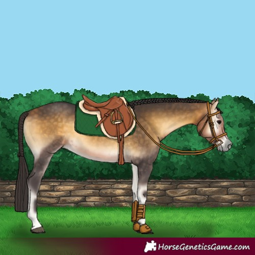 Horse Color:Buckskin Onyx
