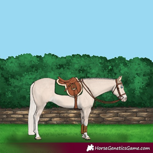 Horse Color:Cremello Rabicano