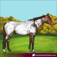 Horse Color:Bay Appaloosa  and Bay Appaloosa 