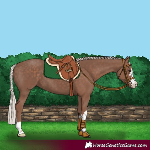 Horse Color:Silver Black