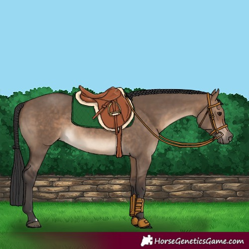 Horse Color:Brown Dun 