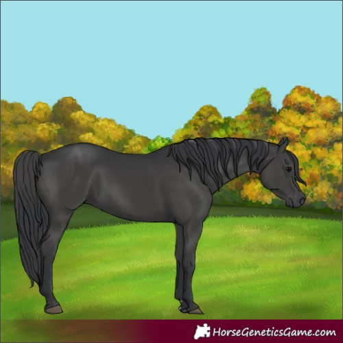 Horse Color:Black Rabicano 