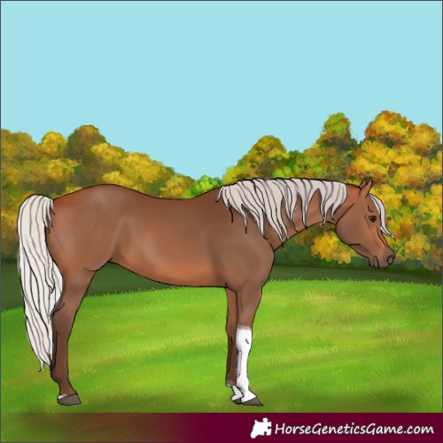 Horse Color:Silver Bay Tobiano 