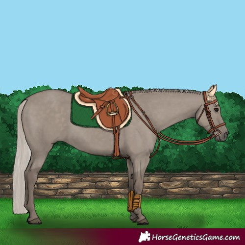 Horse Color:Silver Grullo Rabicano 