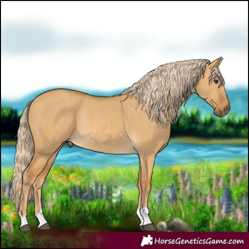 Horse Color:Palomino Dun Rabicano