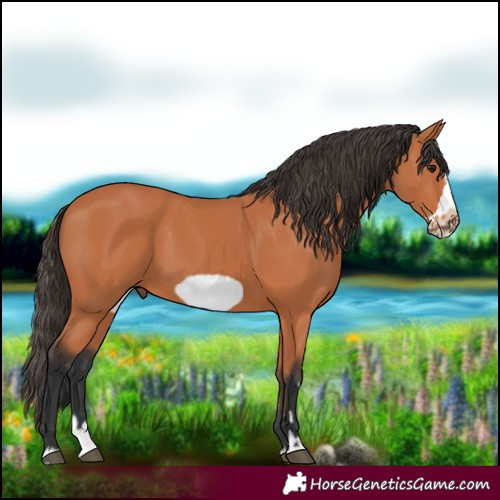 Horse Color:Bay Splash Frame 