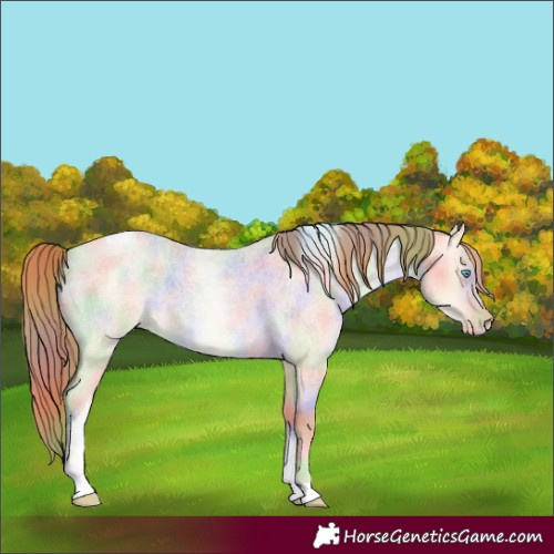 Horse Color:Nacre Buckskin Roan Pearl Dun Tobiano